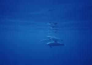 西川口駅から徒歩5分!快適さと便利さを兼ね備えた東横INN西川口駅 – 宿泊の新定番