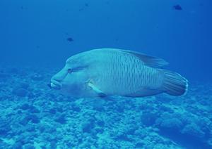富山駅すぐそば!快適ステイを叶える【東横INN富山駅新幹線口2】の魅力と詳細情報