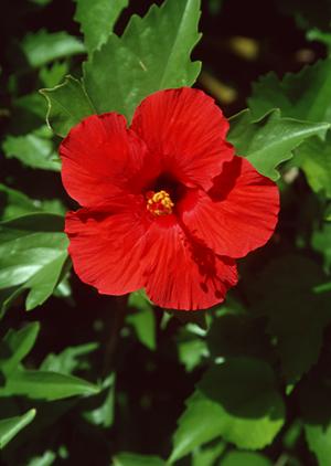 会津若松駅前に位置する快適なビジネスホテル|東横INN会津若松駅前の魅力と詳細情報