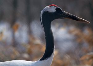 福山駅から徒歩わずか4分!東横INN福山駅新幹線南口の魅力と概要