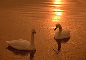 茨城県守谷市に位置する東横INN守谷駅前:快適なビジネスと観光の拠点