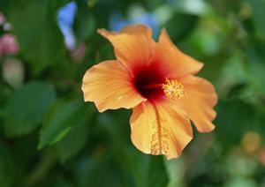 羽田空港直結のグランドエールレストラン:贅沢な朝食、ランチ、ディナーを楽しむ究極のダイニング体験